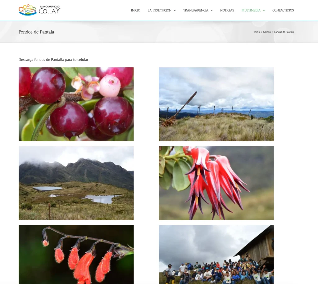 Sección Multimedia: Fondos de Pantalla descargables de flora y fauna del Collay.